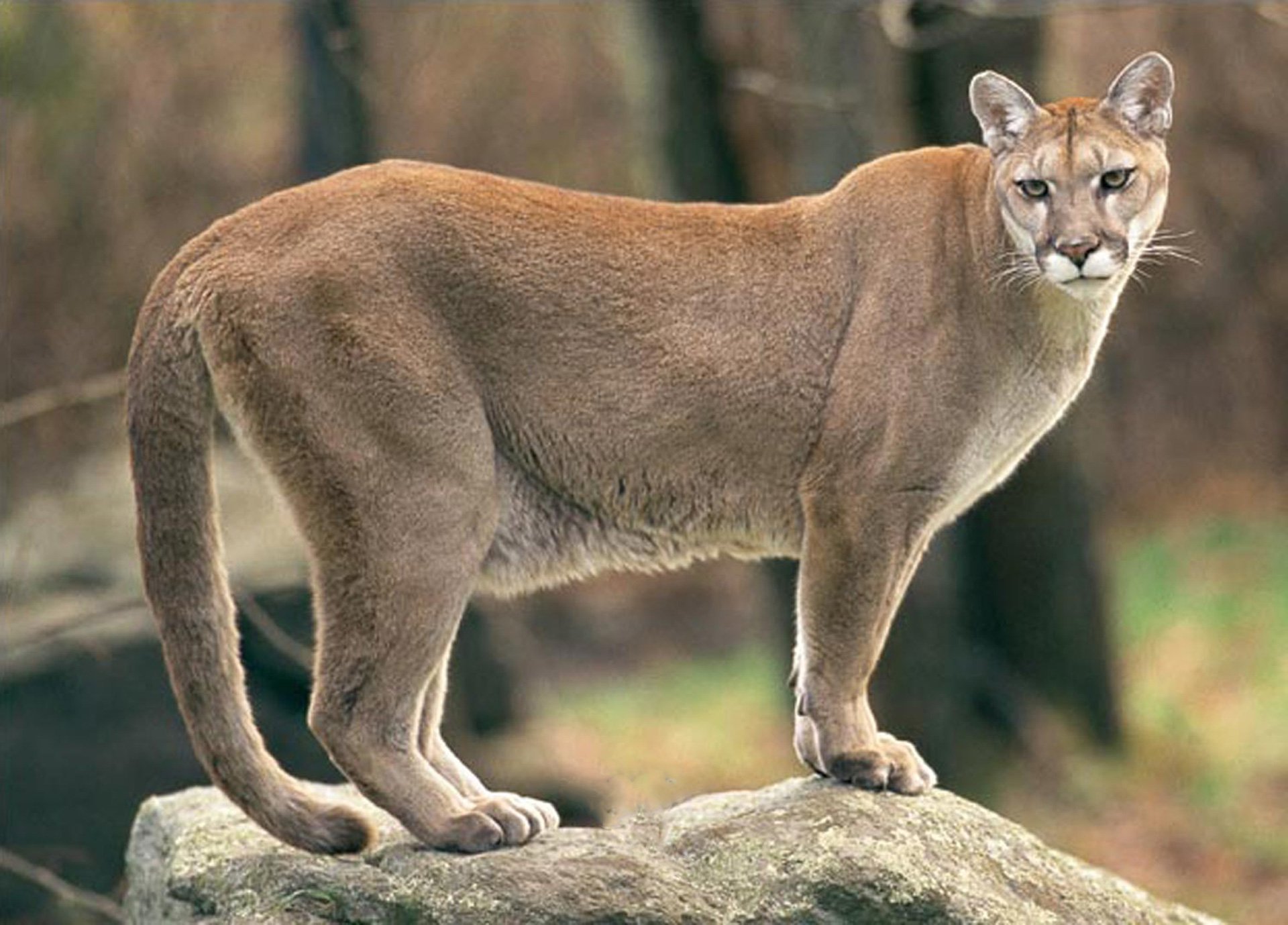 puma puma